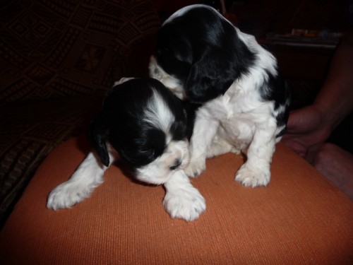 �t��ata Americk�ho kokr�pan�la.