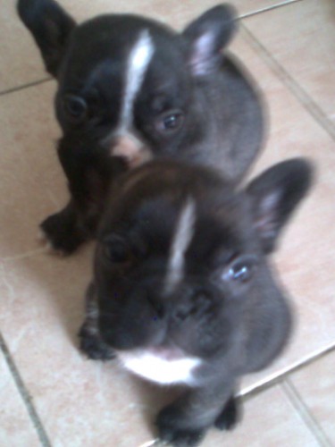 Francouzsk� buldo�ek