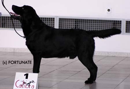LABRADORSKÝ RETRÍVR -nabídka krytí  LABRADORSKÝ RETRÍVR -nabídka krytí