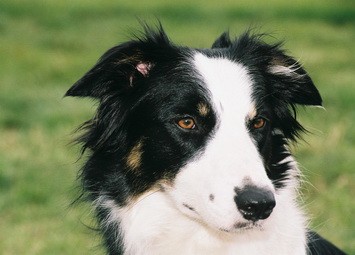 Border kolie
