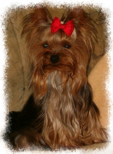 Jork��rsk� teri�r - mal� typ