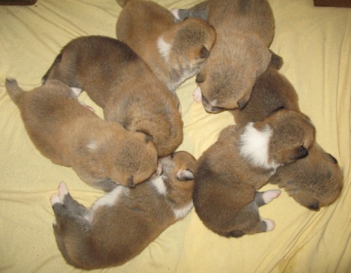 Akita inu - zadáme štěňátka Akita inu - zadáme štěňátka