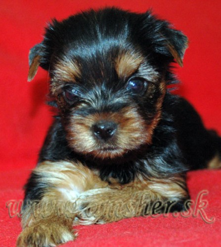 Jork��rsky terrier