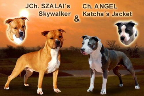 Americk� staford��rsk� teri�r