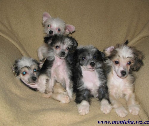 ��nsk� chocholat� pes 