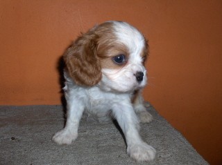 kaval�r king charles �pan�l