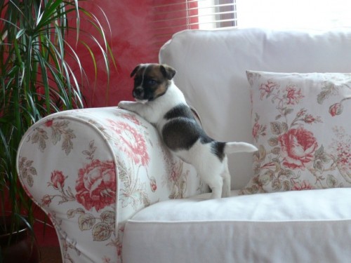 Jack Russel Teri�r 