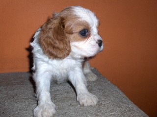 kaval�r king charles �pan�l