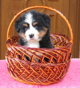 BERNSK� SALA�N�CKY PES