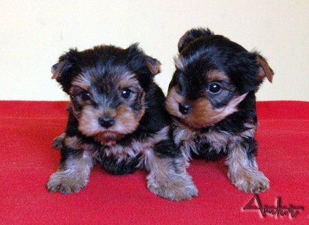 Jork��rsky terrier