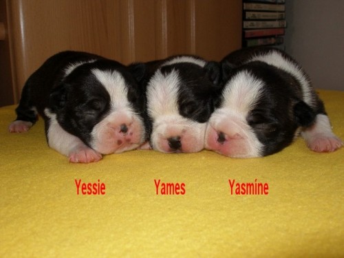 Bostonsk� teri�r 