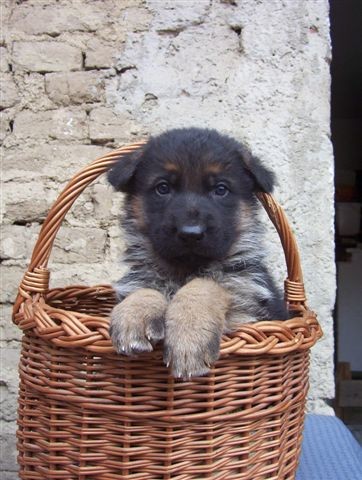 N�meck� ov��k s PP - �t���tka