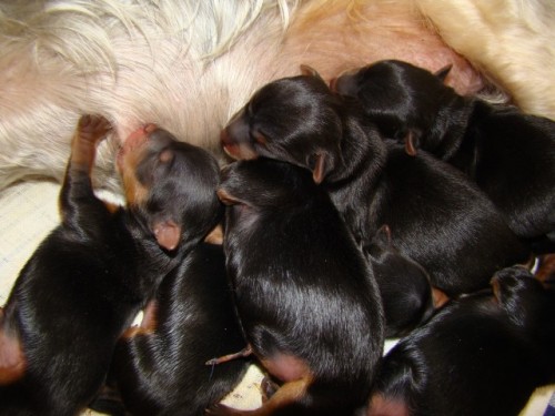 �t���tka jork��rsk�ho teri�ra