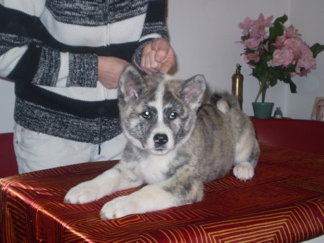 Akita inu s PP Akita inu s PP