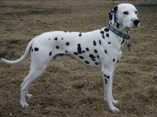 Dalmatin - �t���tka s PP