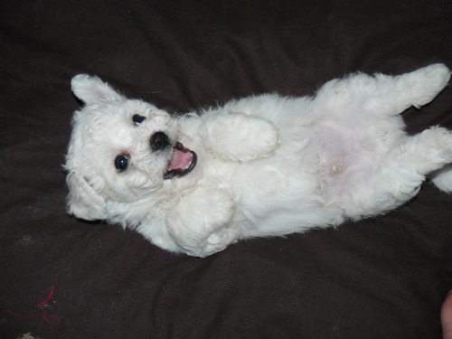 BICHON FRISE, štěnátka ODBĚR 11.4.  BICHON FRISE, štěnátka ODBĚR 11.4.
