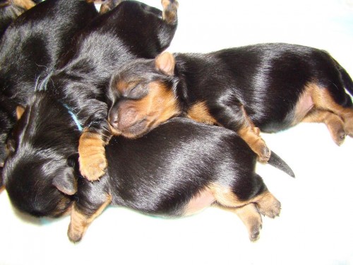 �t���tka jork��rsk�ho teri�ra