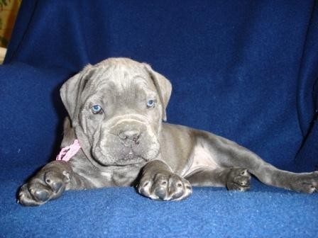 �T���TKO FENKY CANE CORSO S PP