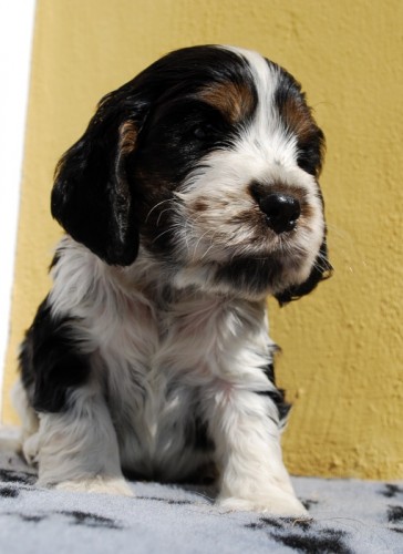 Anglick� kokr�pan�l