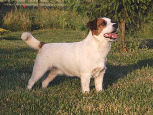 Jack Russell Terrier - import Holandia - kryti