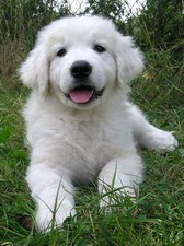 Slovensk� �uva�-�t��ata