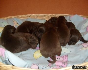 Labradorsk� retr�vr