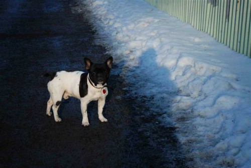 Francouzsk� buldo�ek ke kryt�