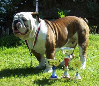 Anglick� buldok s PP