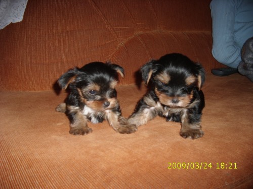 Prod�m �t���tka jork��r��k�