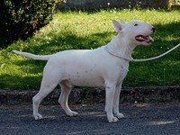 Anglick� bullterier