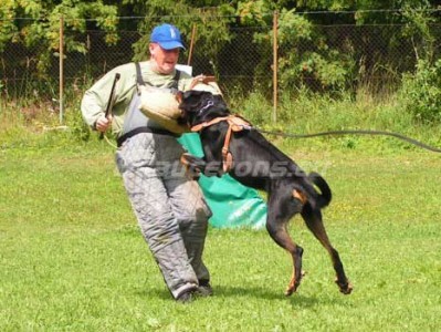 V�chova a v�cvik ps�