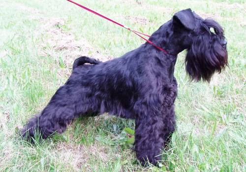 Knírač malý černý Knírač malý černý