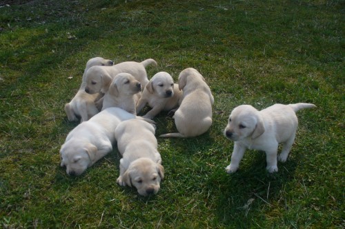 Kr�sn� �t���tka