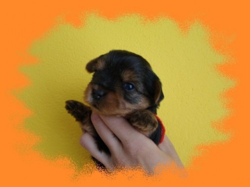 �t���tka jork��rsk�ho teri�ra