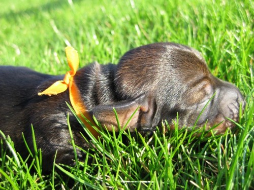 Jezev��k drsnosrst� trpasli��/kr�li��