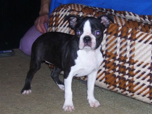 Bostonsk� terier- �t��ata s pp