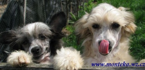 ��nsk� chocholat� pes