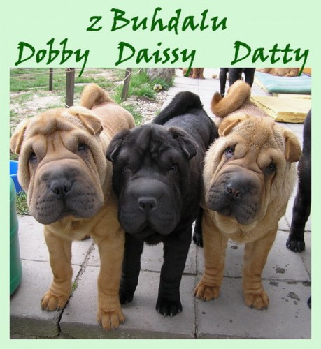 ŠTĚŇÁTKA - ŠARPEJ, SHAR-PEI  ŠTĚŇÁTKA - ŠARPEJ, SHAR-PEI