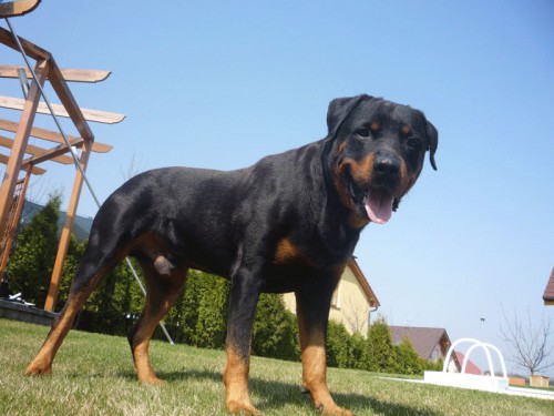 Nab�z�m kryt� RTW - vynikaj�c� povaha