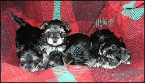 Jork��rsk� teri�r