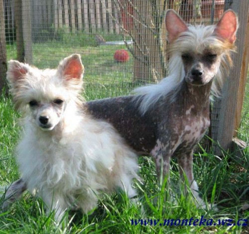 ��nsk� chocholat� pes