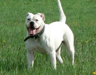 Prod�m �t��ata Americk�ho Buldoka