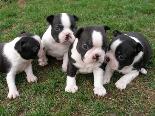 Bostonsk� teri�r �t��ata s PP