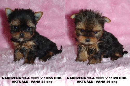 Jork��rsk� teri�r - fenky