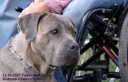 �T���TKA CANE CORSO S PP