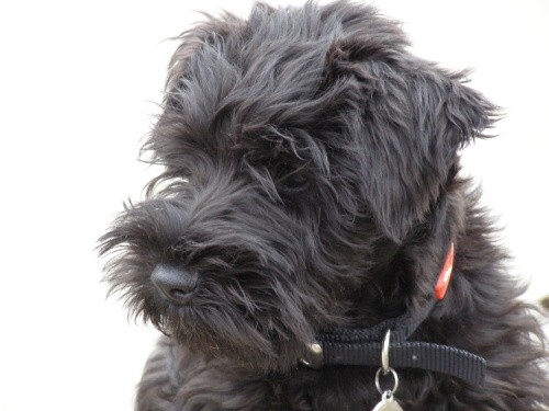 Knírač malý černý Knírač malý černý