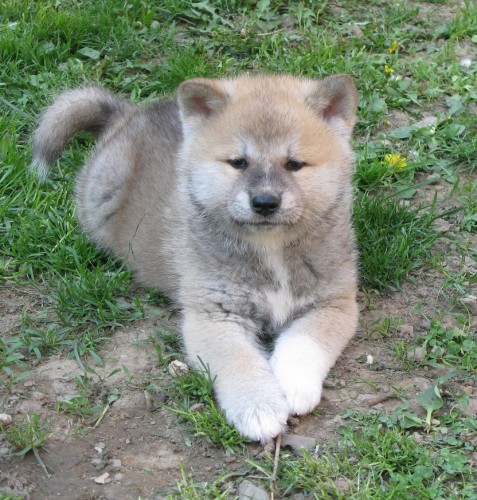 Akita inu štěňátka Akita inu štěňátka