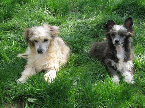 ��nsk� chocholat� pes