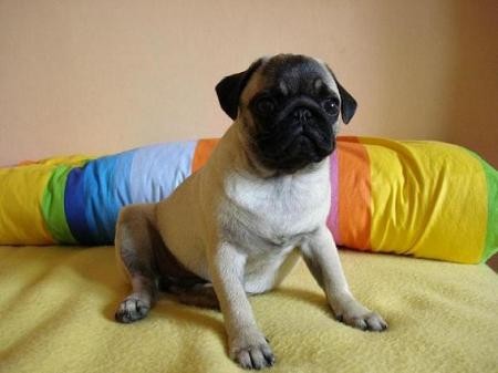 Mops - mazl��ek a �ampion v jednom balen�