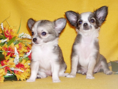 �IVAVA DLOUHOSRST� S PP.